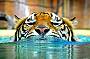 Meet the tigers