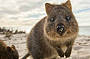 Quokka