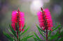 Albany Bottlebrush (credit Tourism WA)